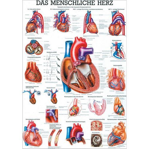 Anatomie Herz Poster
