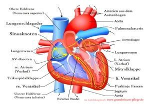 Postkarte - Anatomie Herz