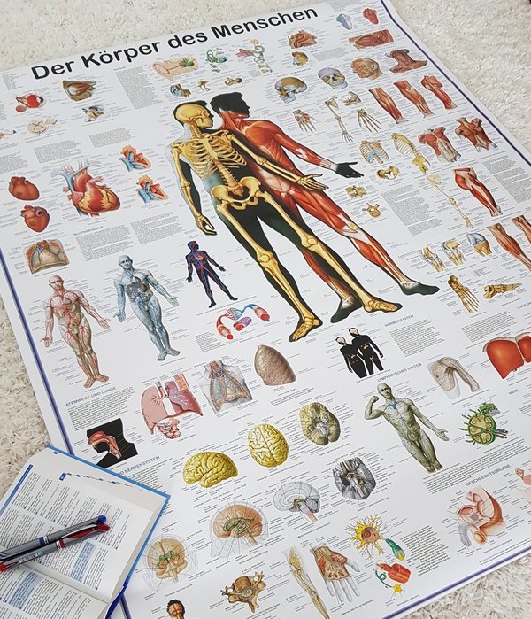 XXL-Anatomie Poster DER MENSCHLICHE KÖRPER 131 x 105 cm