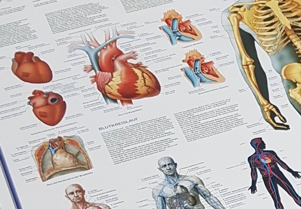 XXL-Anatomie Poster DER MENSCHLICHE KÖRPER 131 x 105 cm